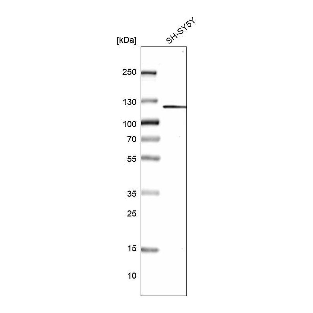 Atlas Antibodies Anti-GRID2IP Antibody