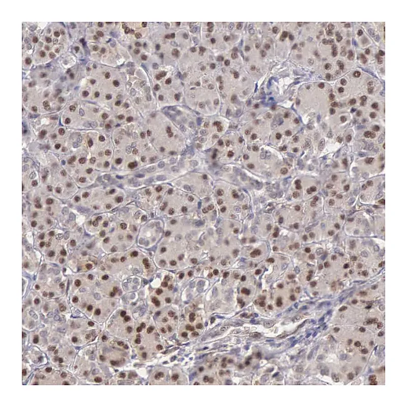 Atlas Antibodies Anti-GRK3 Antibody