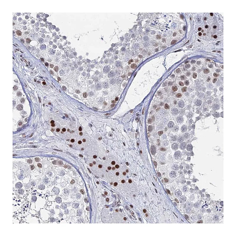 Atlas Antibodies Anti-GSC2 Antibody