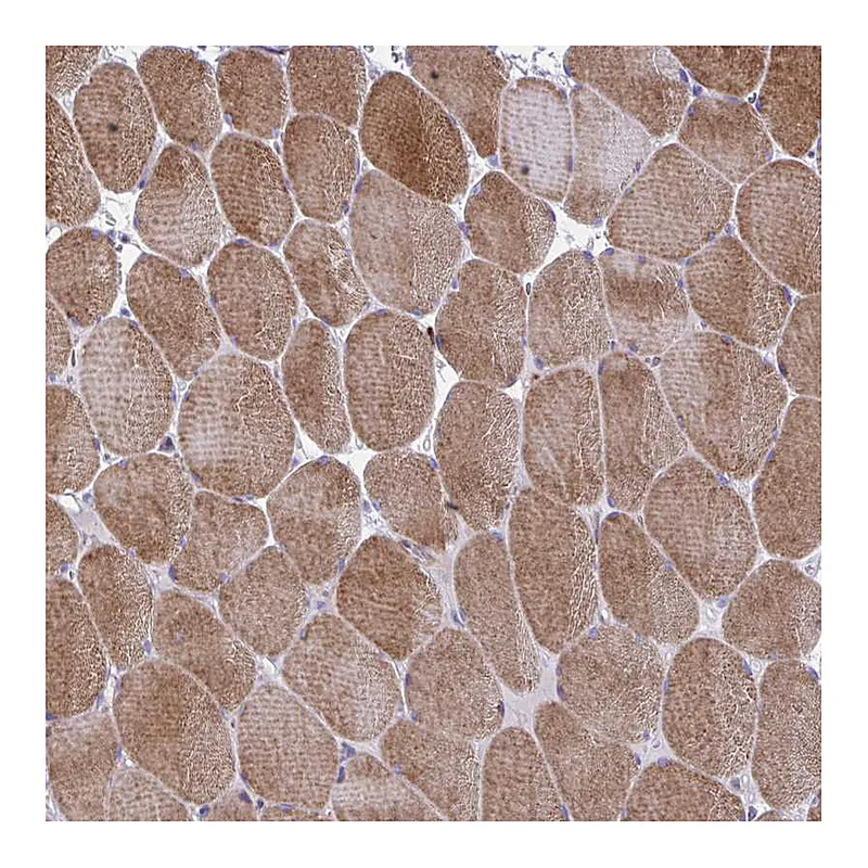 Atlas Antibodies Anti-GRXCR2 Antibody