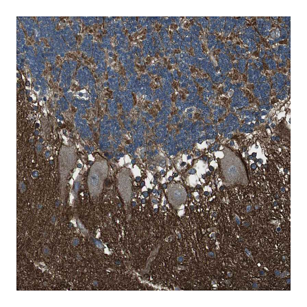 Atlas Antibodies Anti-GSG1L Antibody