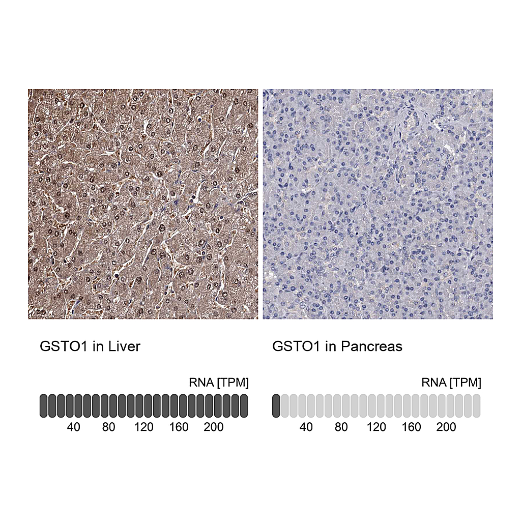Atlas Antibodies Anti-GSTO1 Antibody