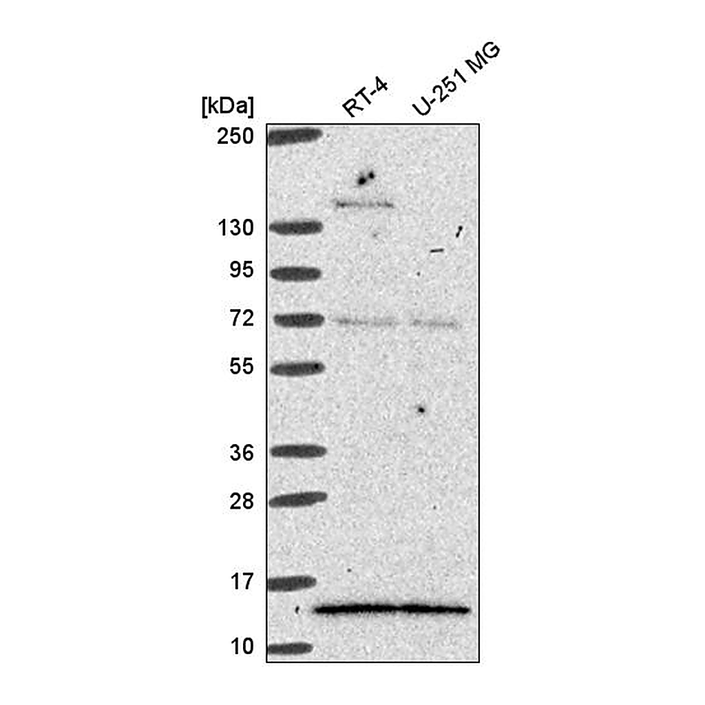 Atlas Antibodies Anti-GTF2A2 Antibody