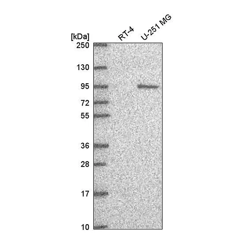 Atlas Antibodies Anti-GTF3C4 Antibody