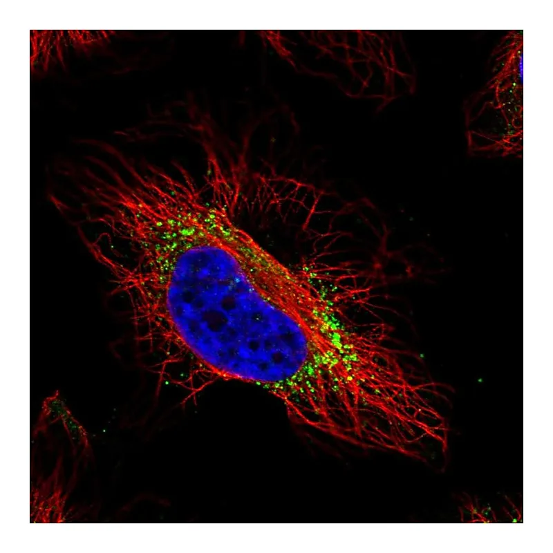 Atlas Antibodies Anti-GTPBP2 Antibody