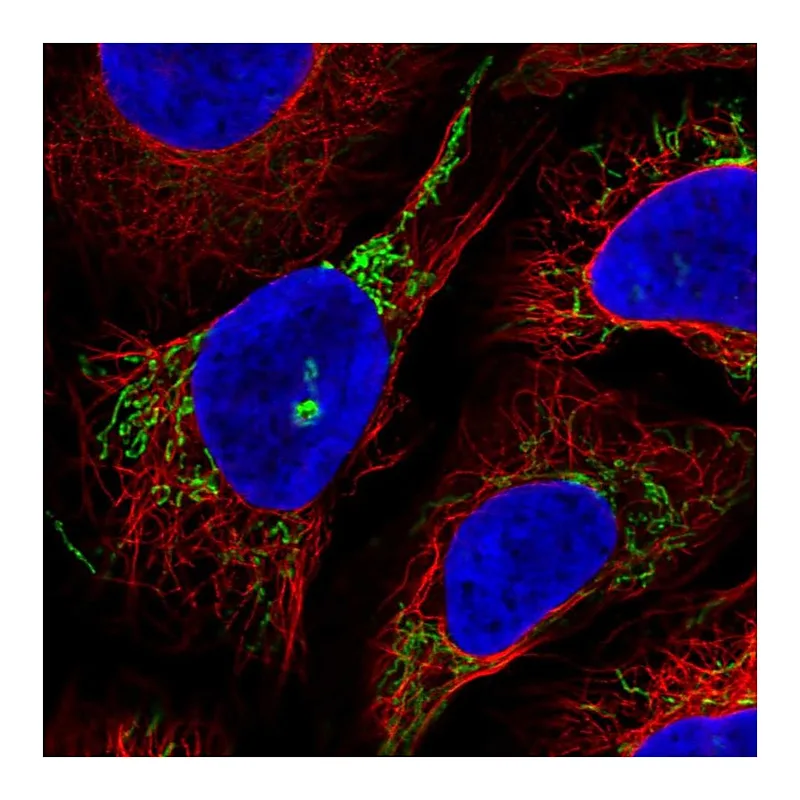 Atlas Antibodies Anti-GTPBP8 Antibody