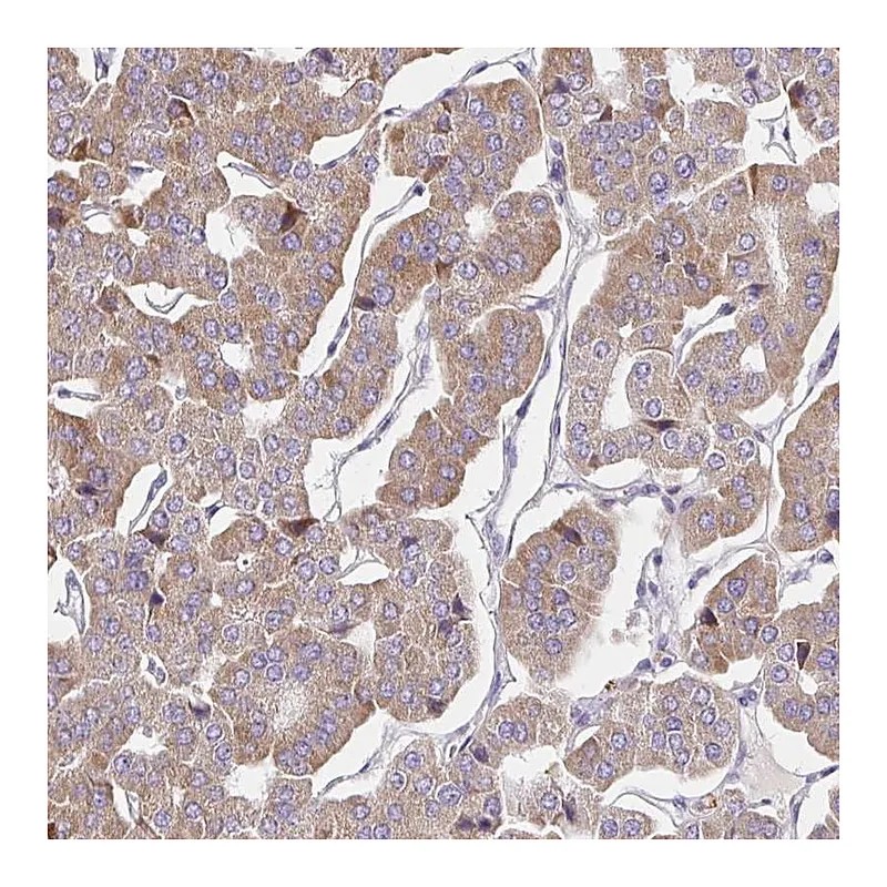 Atlas Antibodies Anti-GUCY1A3 Antibody