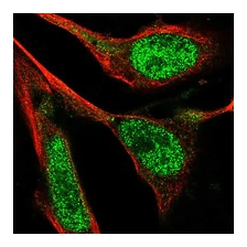 Atlas Antibodies Anti-GUK1 Antibody
