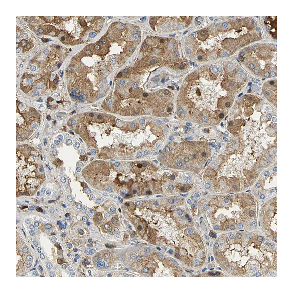 Atlas Antibodies Anti-GYG2 Antibody