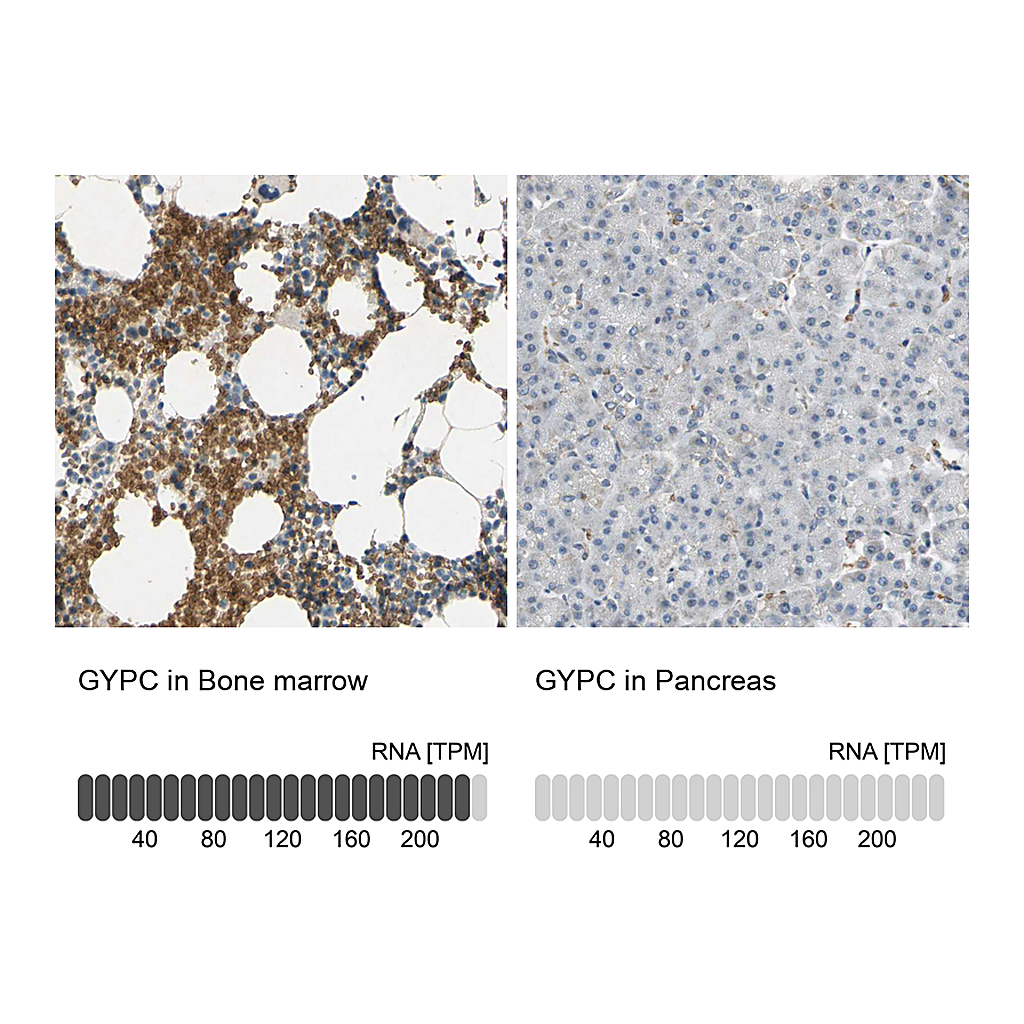 Atlas Antibodies Anti-GYPC Antibody
