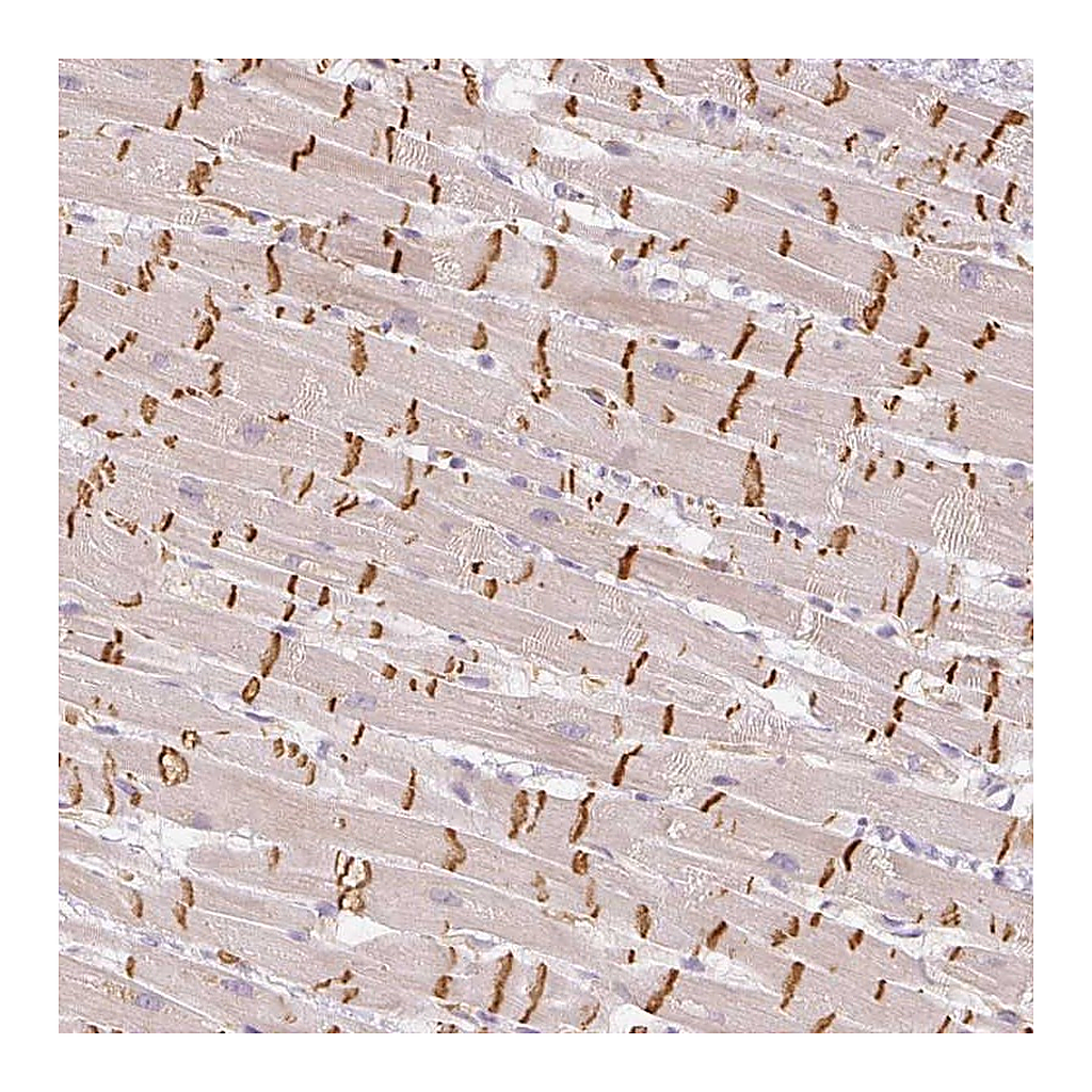Atlas Antibodies Anti-GZMA Antibody