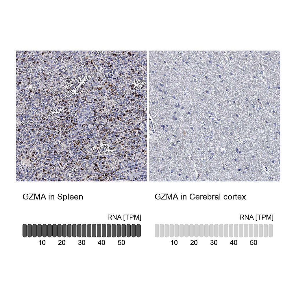 Atlas Antibodies Anti-GZMA Antibody