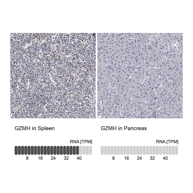 Atlas Antibodies Anti-GZMH Antibody