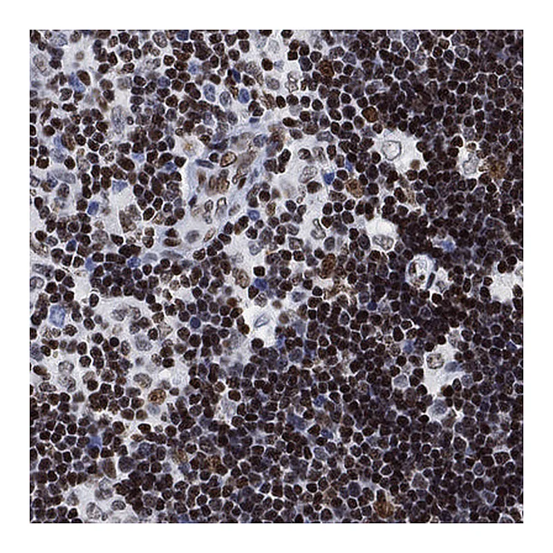 Atlas Antibodies Anti-H1-10 Antibody