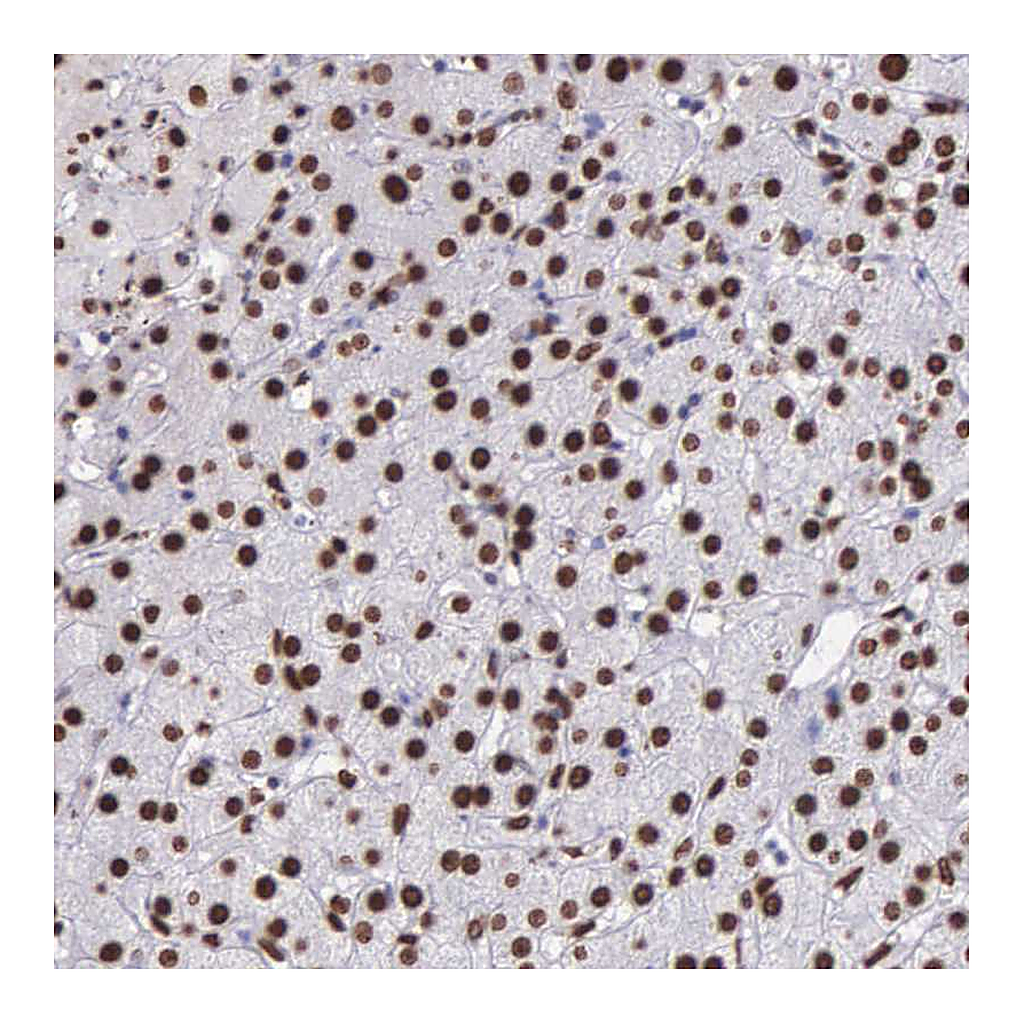Atlas Antibodies Anti-H1F0 Antibody