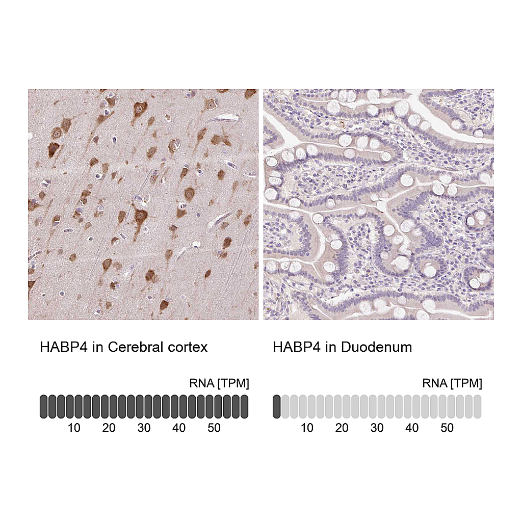 Atlas Antibodies Anti-HABP4 Antibody