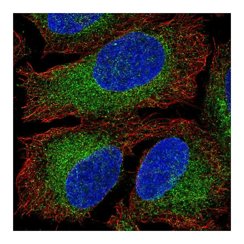 Atlas Antibodies Anti-HACE1 Antibody