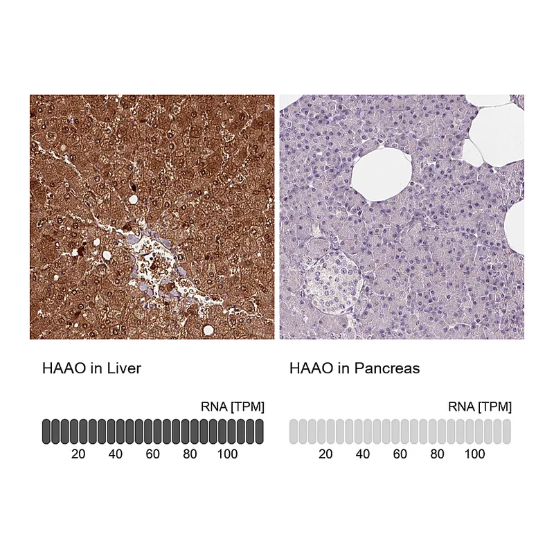 Atlas Antibodies Anti-HAAO Antibody