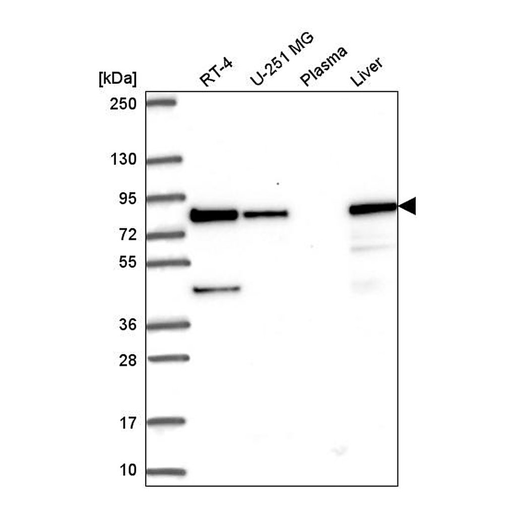 Atlas Antibodies Anti-HADHA Antibody