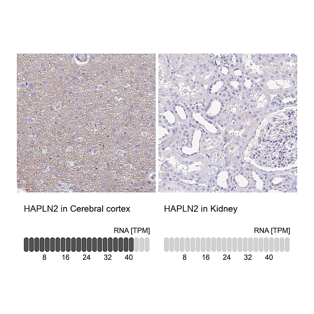 Atlas Antibodies Anti-HAPLN2 Antibody