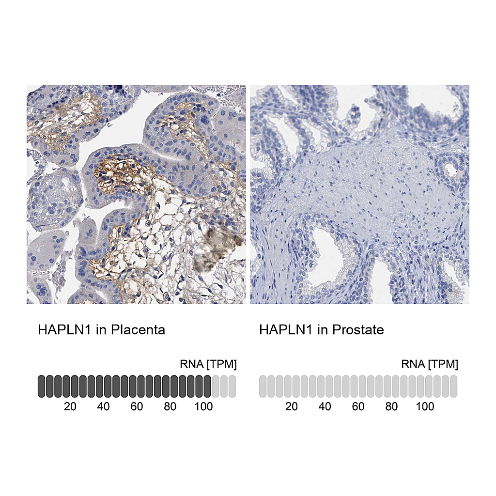 Atlas Antibodies Anti-HAPLN1 Antibody
