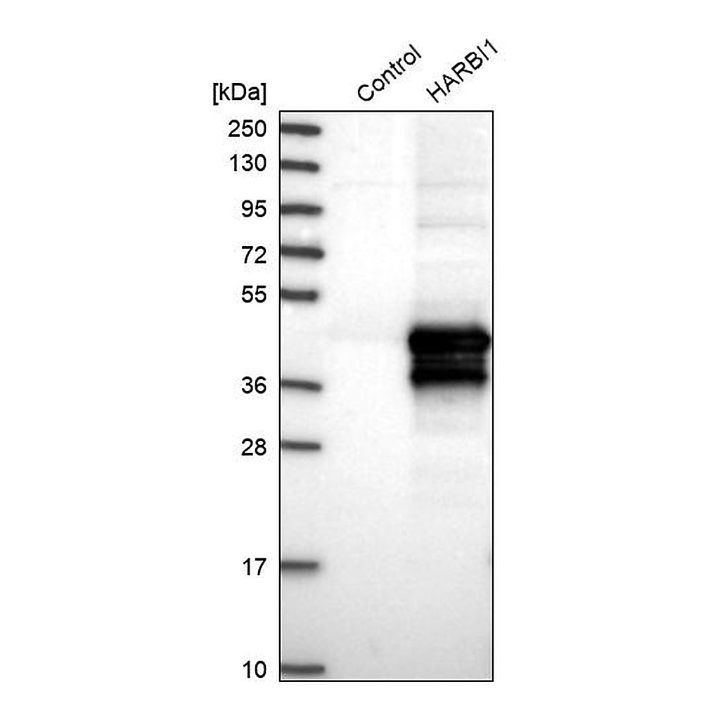 Atlas Antibodies Anti-HARBI1 Antibody