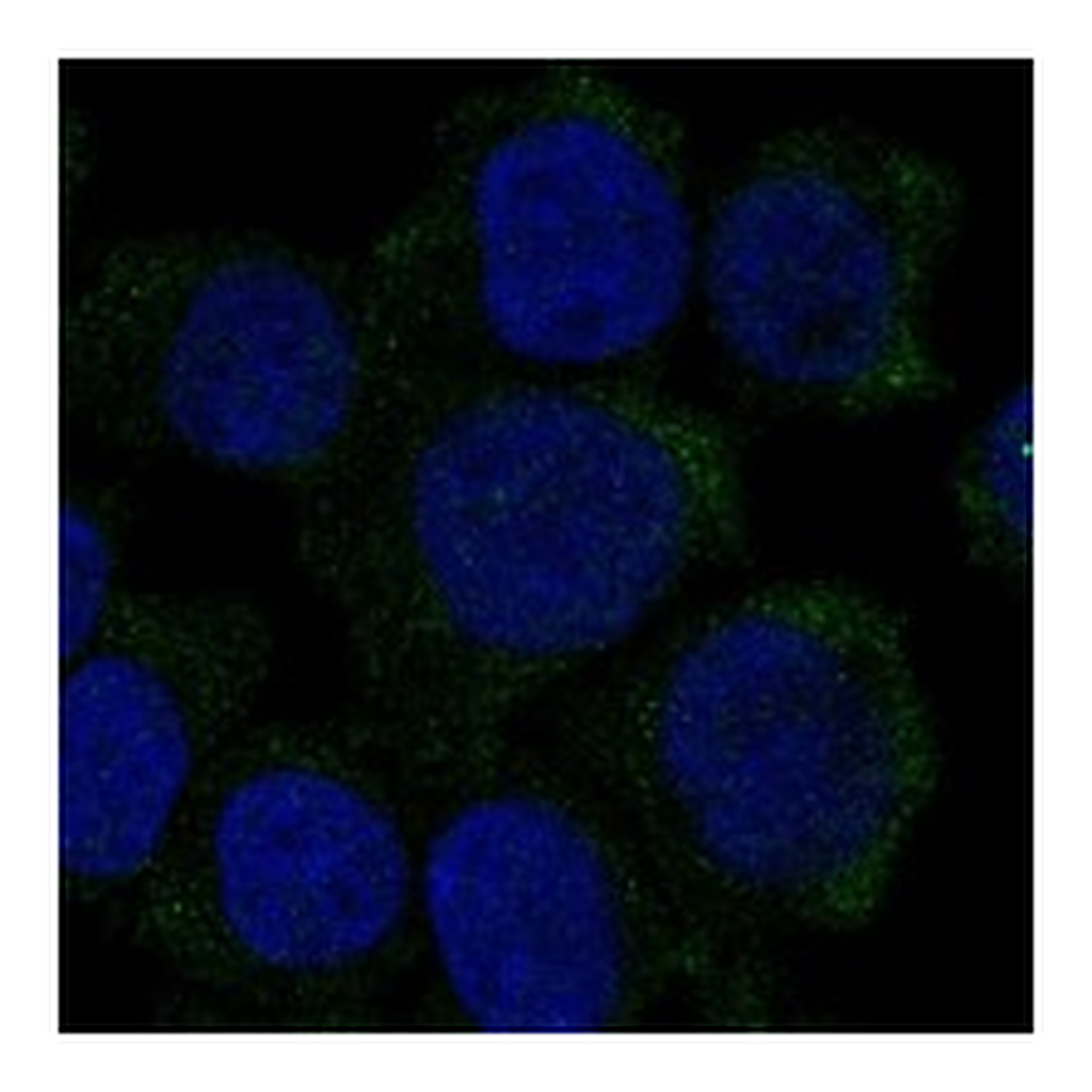 Atlas Antibodies Anti-HBZ Antibody