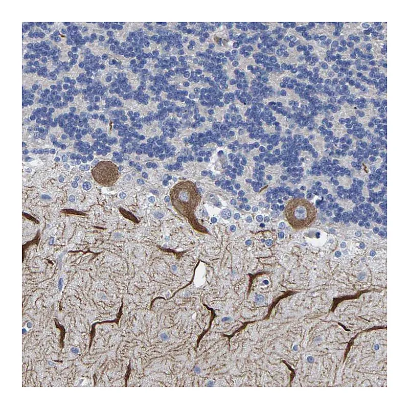 Atlas Antibodies Anti-HCRTR1 Antibody