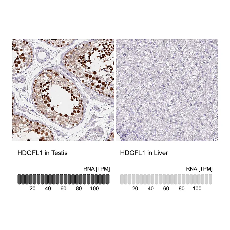 Atlas Antibodies Anti-HDGFL1 Antibody