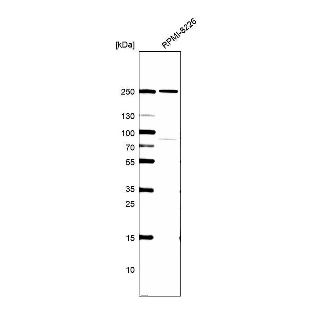 Atlas Antibodies Anti-HEATR5B Antibody