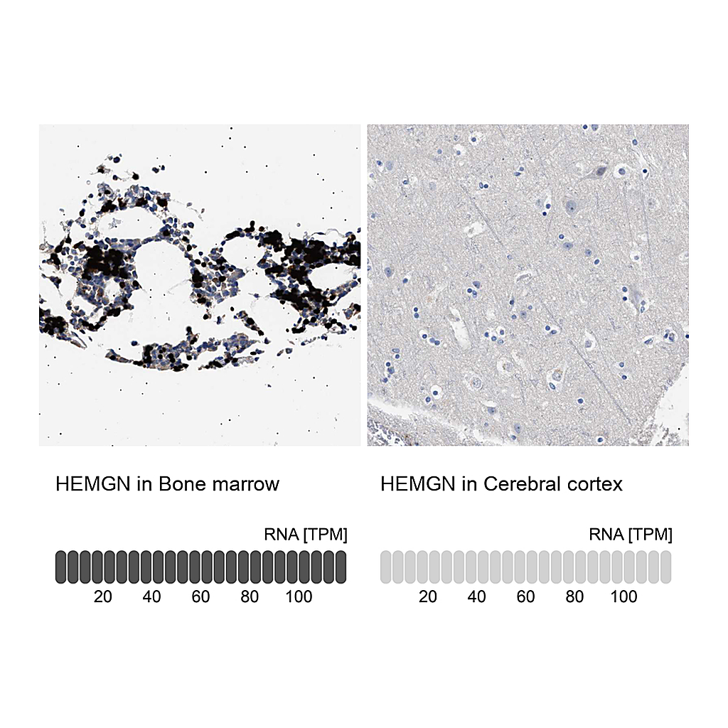 Atlas Antibodies Anti-HEMGN Antibody