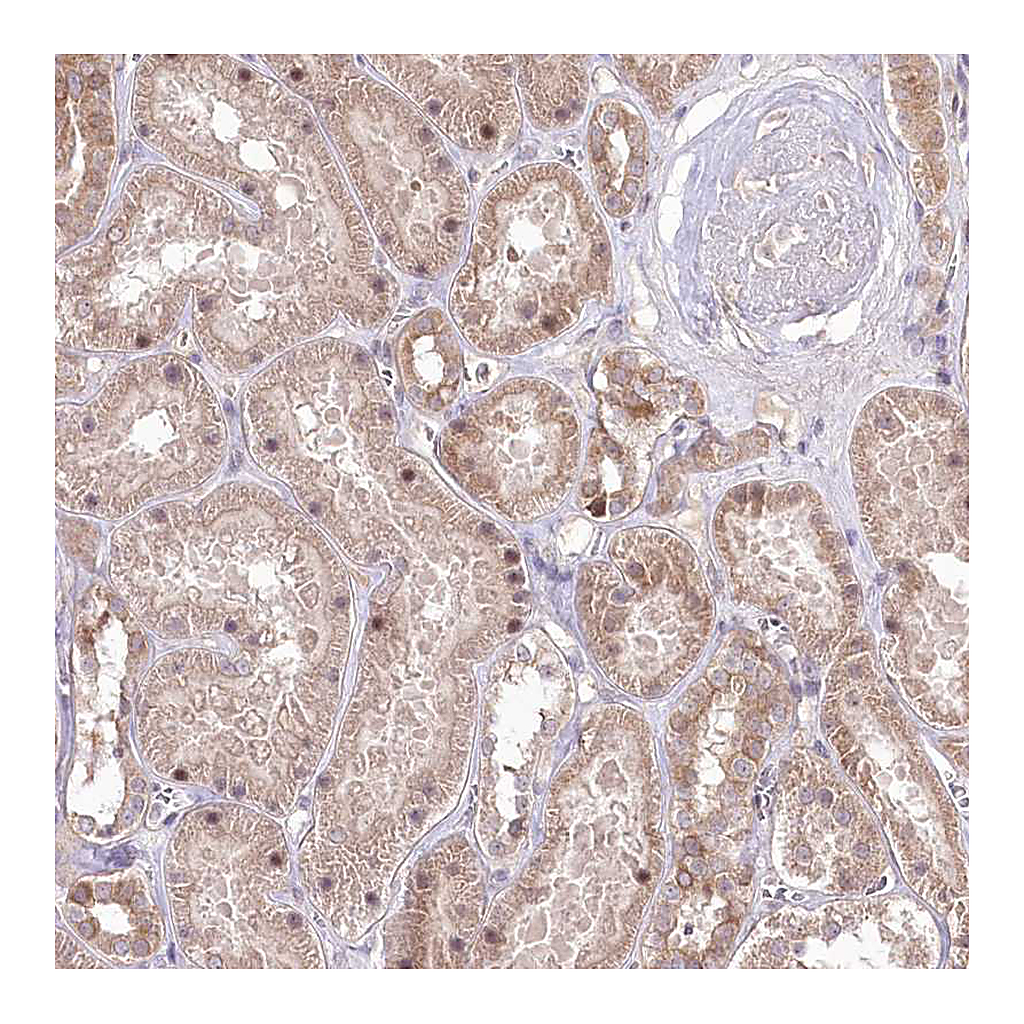 Atlas Antibodies Anti-HELT Antibody