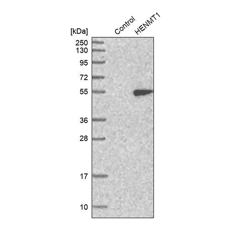 Atlas Antibodies Anti-HENMT1 Antibody