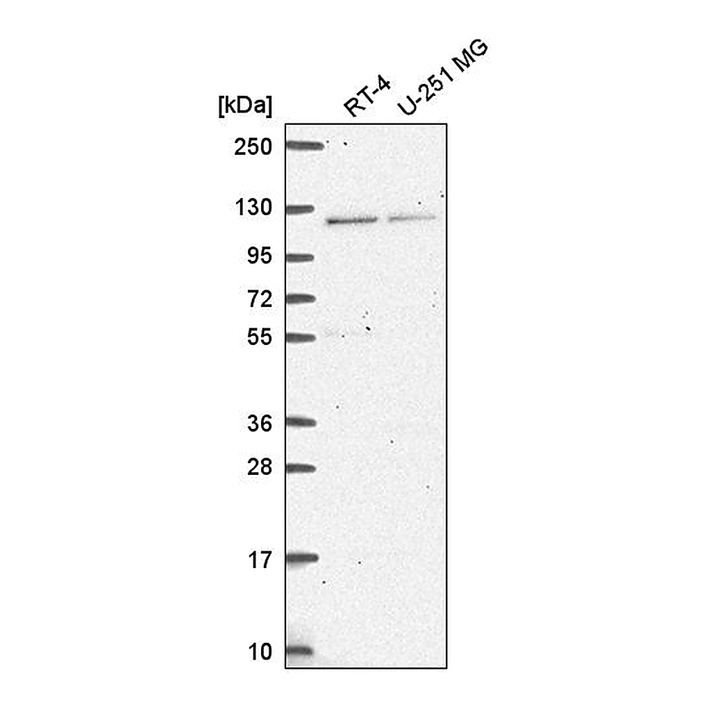 Atlas Antibodies Anti-HERC4 Antibody