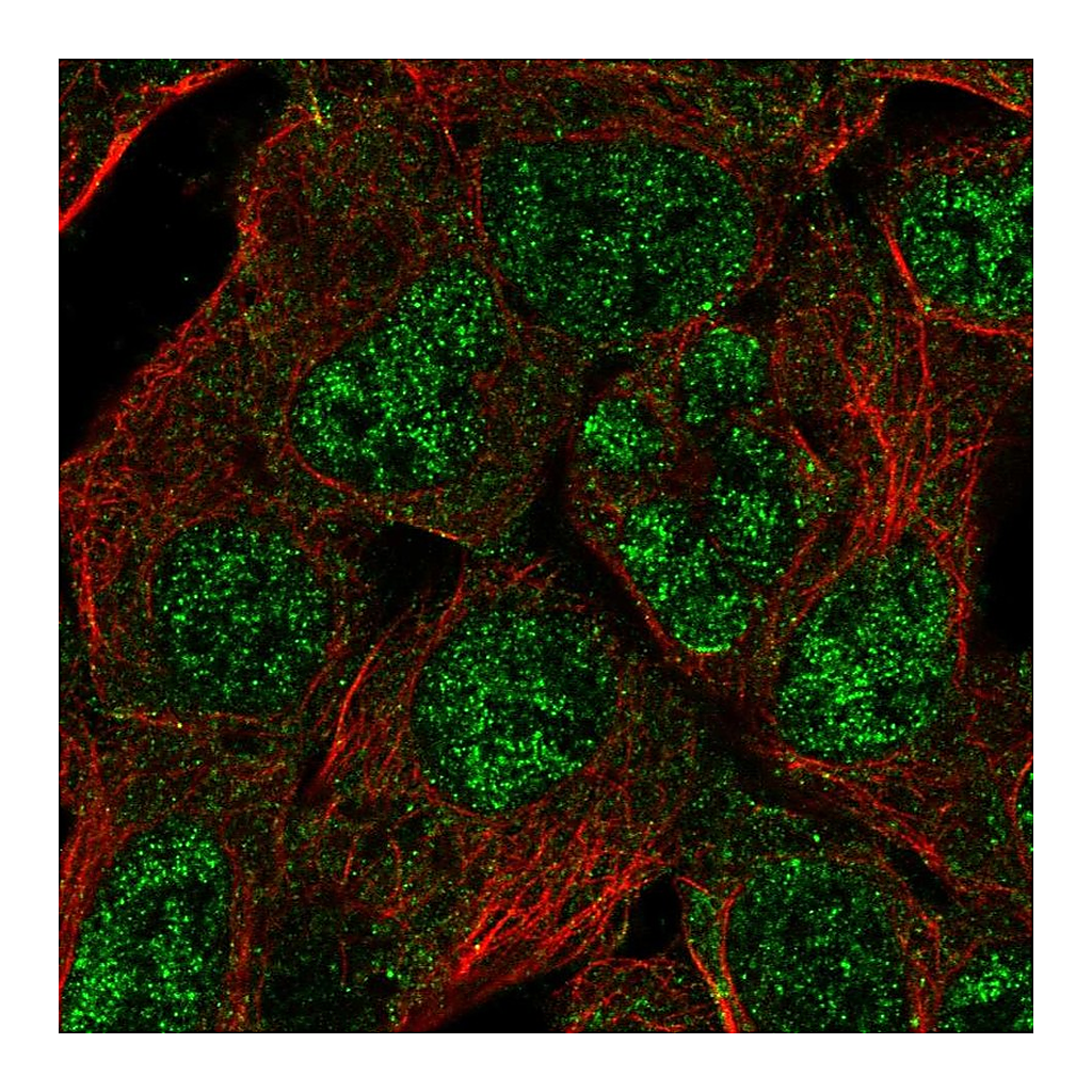 Atlas Antibodies Anti-HES4 Antibody