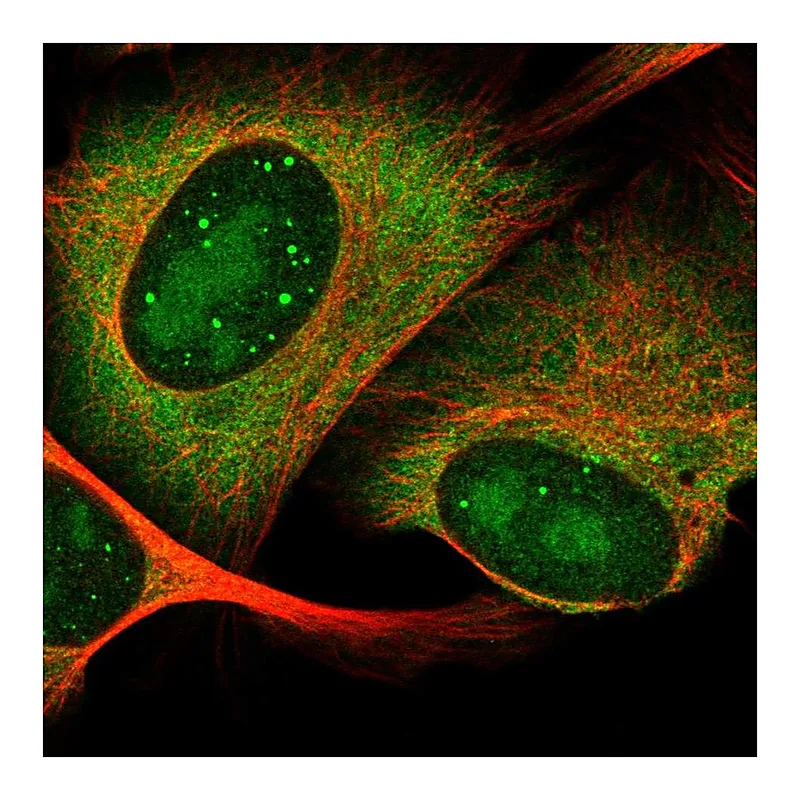 Atlas Antibodies Anti-HES6 Antibody