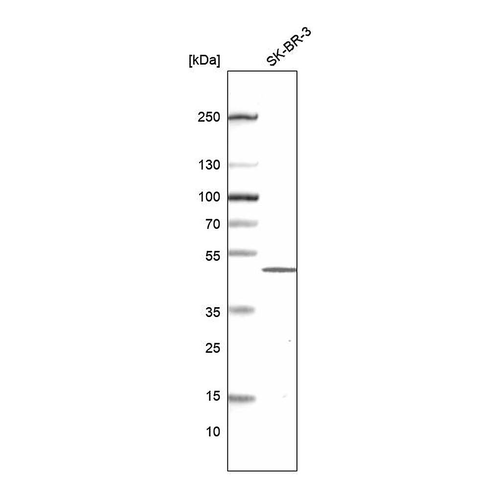 Atlas Antibodies Anti-HES1 Antibody