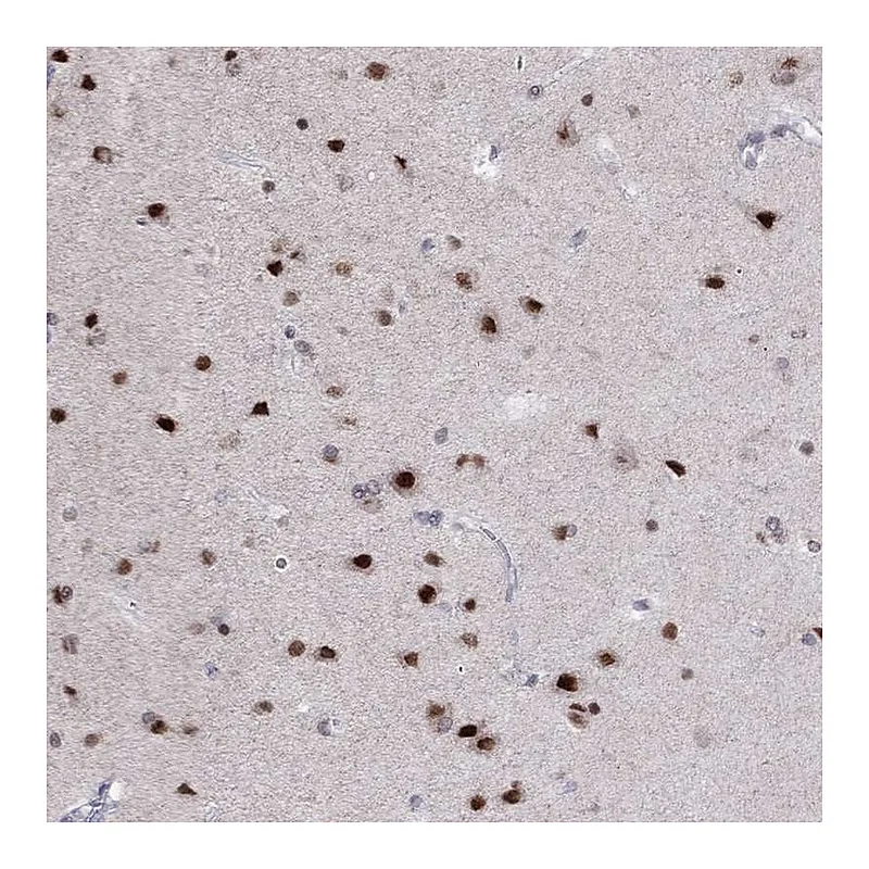 Atlas Antibodies Anti-HES5 Antibody