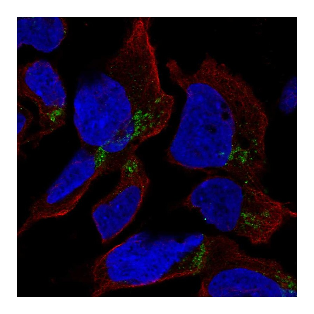 Atlas Antibodies Anti-HFM1 Antibody