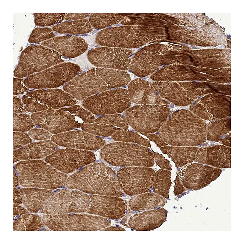 Atlas Antibodies Anti-HIGD2A Antibody