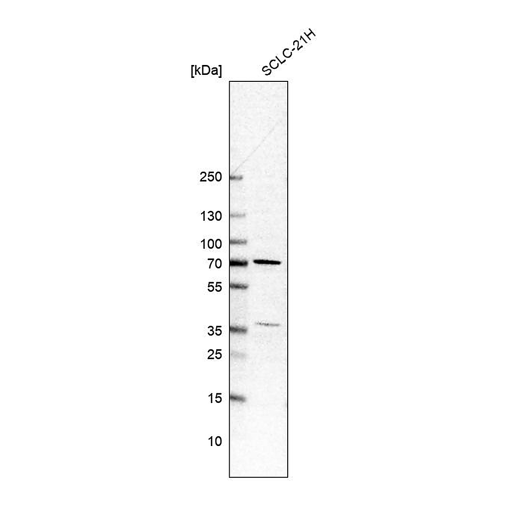 Atlas Antibodies Anti-HINFP Antibody
