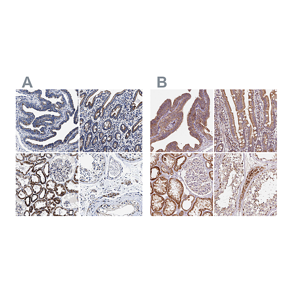 Atlas Antibodies Anti-HINT2 Antibody