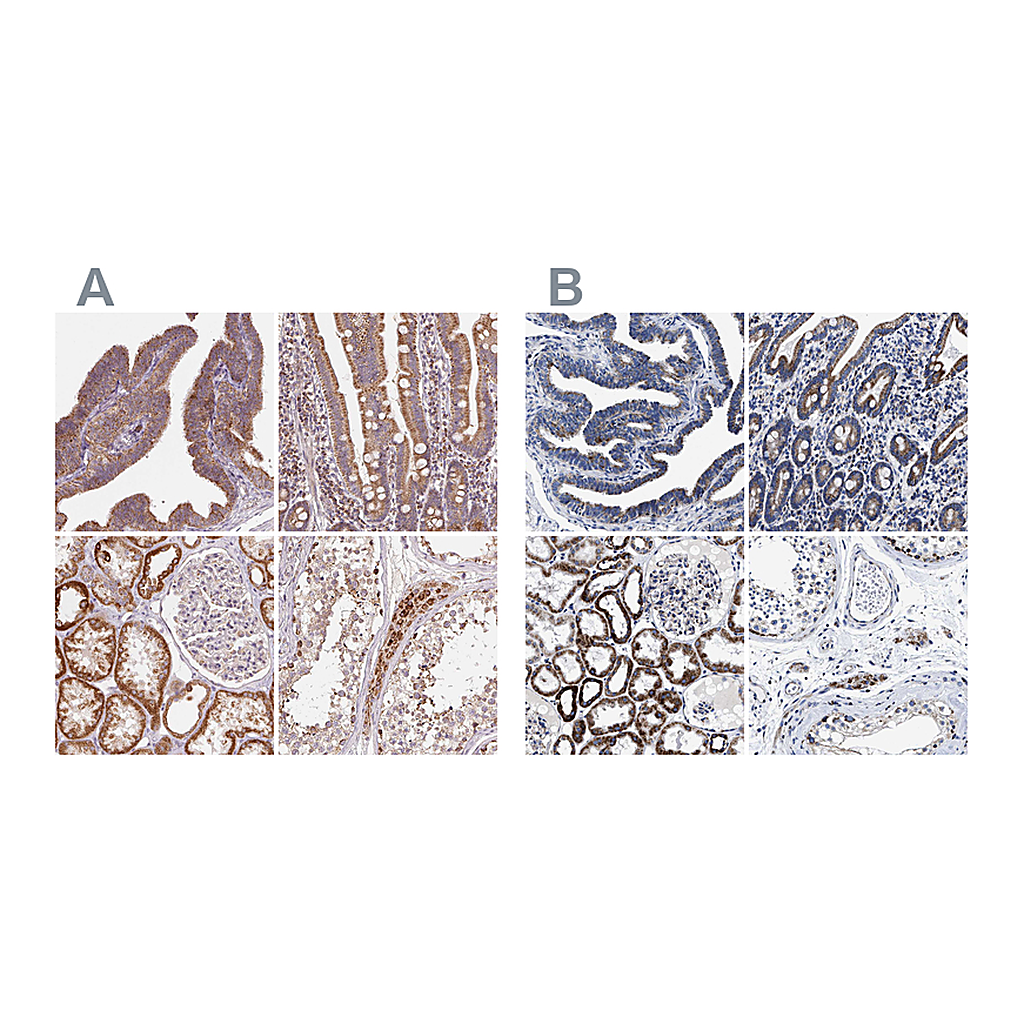 Atlas Antibodies Anti-HINT2 Antibody