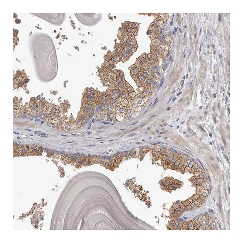 Atlas Antibodies Anti-HINT3 Antibody