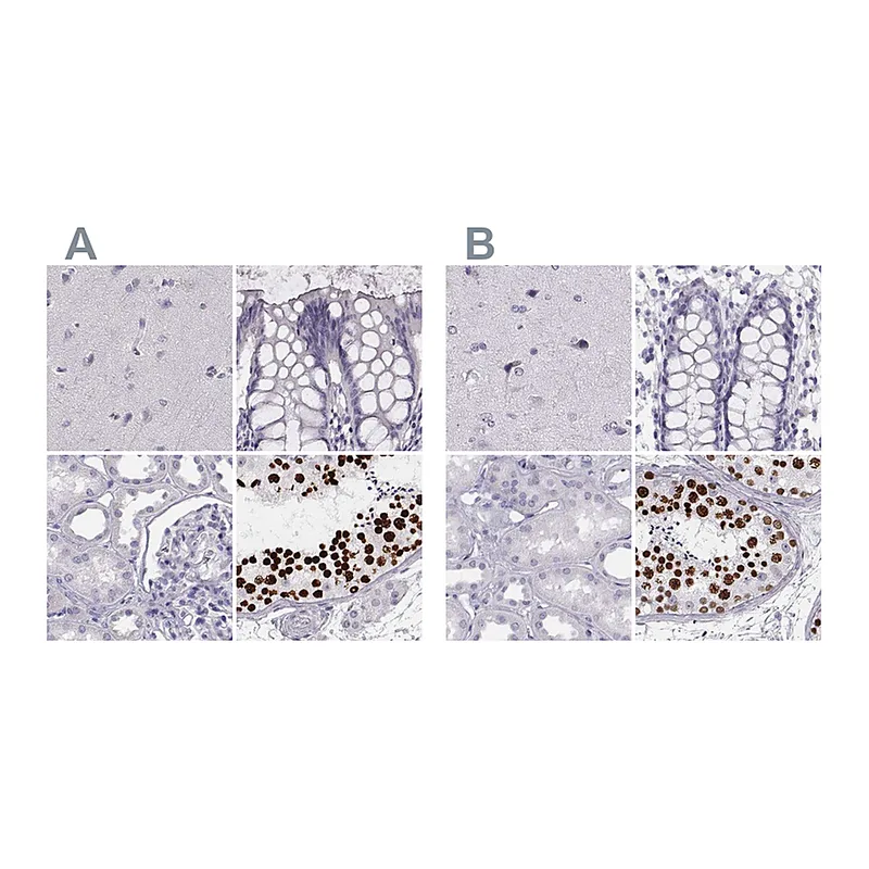 Atlas Antibodies Anti-HIST1H1T Antibody