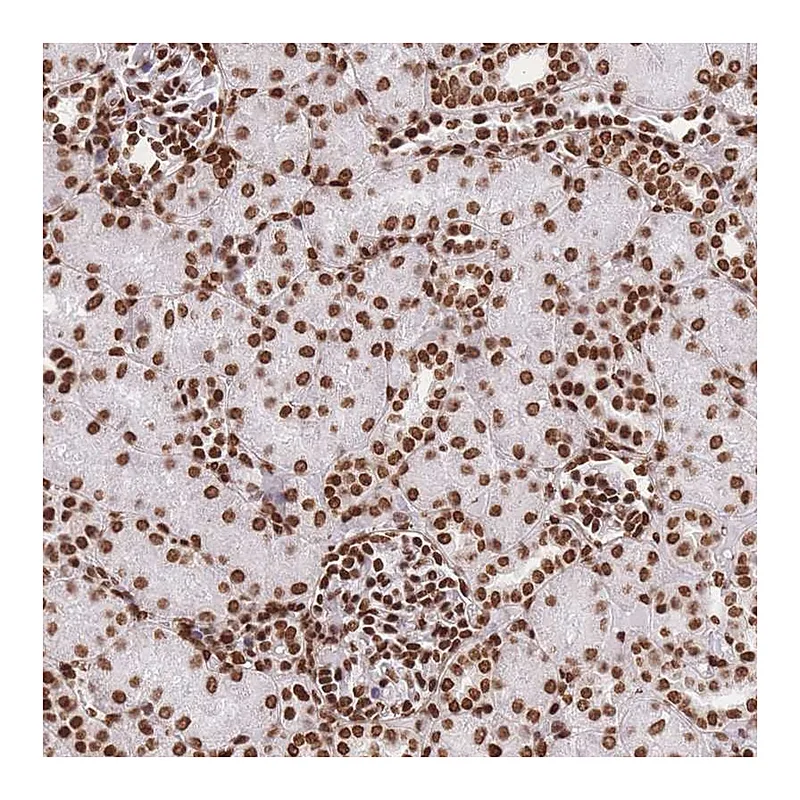 Atlas Antibodies Anti-HIST1H2BD Antibody