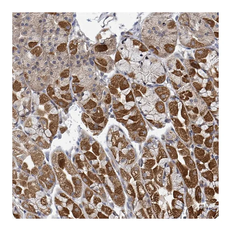 Atlas Antibodies Anti-HIVEP1 Antibody