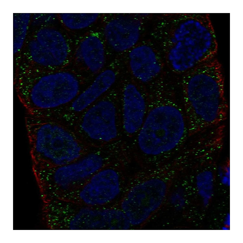 Atlas Antibodies Anti-HLA-DMA Antibody