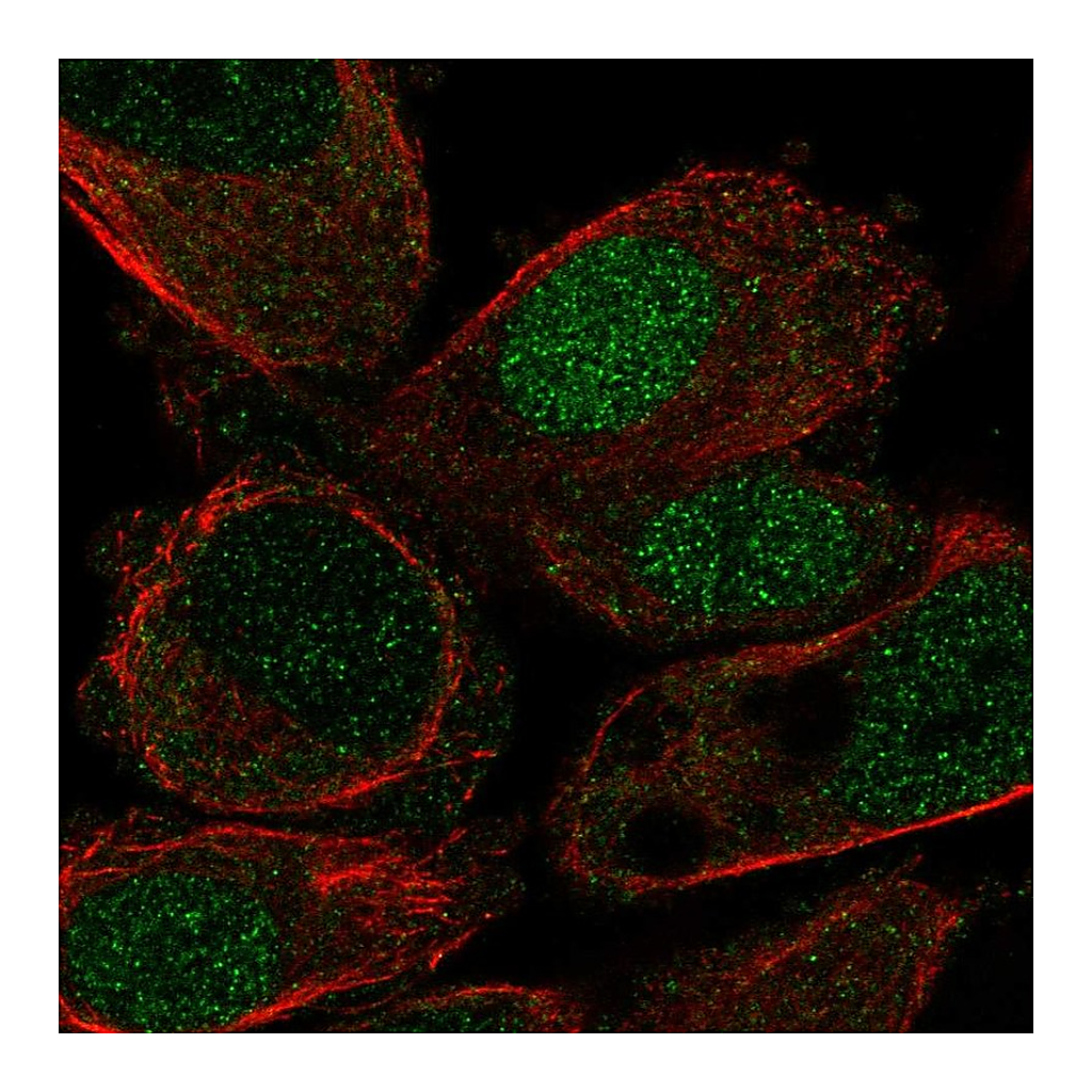 Atlas Antibodies Anti-HLF Antibody