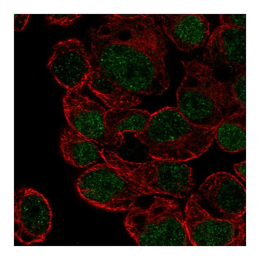 Atlas Antibodies Anti-HLF Antibody